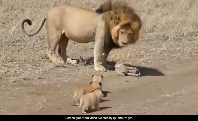 Viral Video Of Lion Walking With Its Cubs Is The Cutest Thing On Internet Today