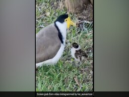 Viral Video: Woman Reunites Bird With Its Baby Stuck In Drain Viral Video: Woman Reunites Bird With Its Baby Stuck In Drain