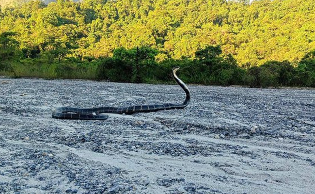 क्या आप जानते हैं तस्वीर में दिख रहे इस अजीबोगरीब सांप का नाम, IFS अधिकारी भी ढूंढ रहे हैं जवाब