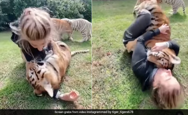 Watch: Woman Kisses And Comforts Tiger Cubs, Internet Calls It "Adorable"