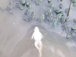 VIDEO:इंसानों की तरह उल्टा होकर पानी में तैरता है ये मेंढक, कभी देखा है ऐसा नजारा VIDEO:इंसानों की तरह उल्टा होकर पानी में तैरता है ये मेंढक, कभी देखा है ऐसा नजारा