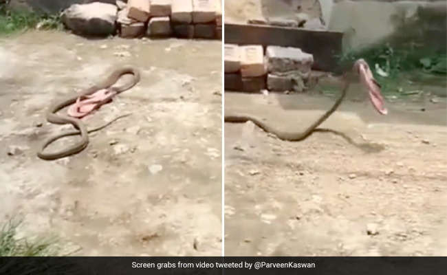 "Fast And Furious": Video Of Snake Slithering Away With Slipper Leaves Internet In Splits