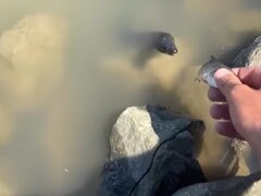 भूख से झटपटाते सांप ने पानी में मंडराती मछली को बनाया निवाला, Video देख उड़ जाएंगे होश भूख से झटपटाते सांप ने पानी में मंडराती मछली को बनाया निवाला, Video देख उड़ जाएंगे होश