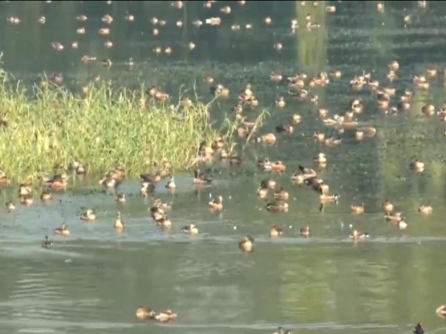 Watch: Migratory Birds Flock Patna's Rajdhani Reservoir