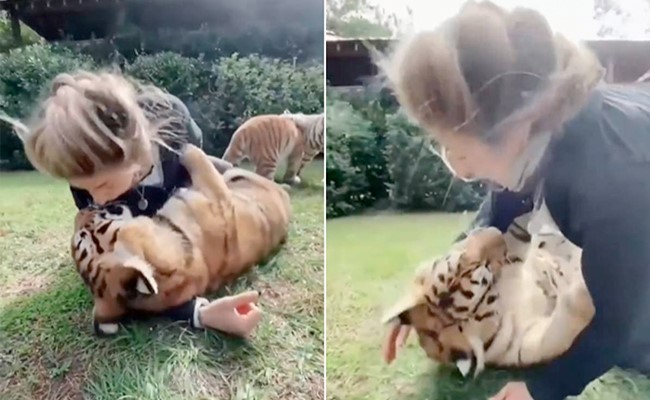 बाघ को गले लगाकर किस कर रही थी महिला, तभी कुछ ऐसा हुआ जिसे देख लोग हैरान हो गए