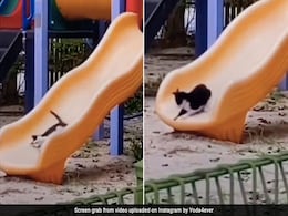 बिल्ली पार्क में लेट-लेटकर झूल रही थी झूला, धड़ाम से गिरी नीचे, फिर करने लगी ऐसी हरकत - देखें Video बिल्ली पार्क में लेट-लेटकर झूल रही थी झूला, धड़ाम से गिरी नीचे, फिर करने लगी ऐसी हरकत - देखें Video