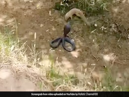 किंग कोबरा और नेवले के बीच खतरनाक Fight, सांप को मुंह में भरकर नेवले ने खूब पटका, लेकिन फिर जो हुआ... किंग कोबरा और नेवले के बीच खतरनाक Fight, सांप को मुंह में भरकर नेवले ने खूब पटका, लेकिन फिर जो हुआ...
