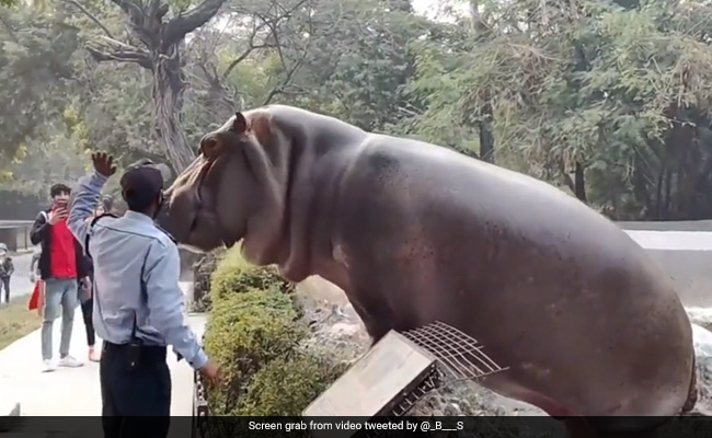 गार्ड ने सरेआम हिप्पो को जड़ दिया थप्पड़, आंखें फाड़े देखते रह गए लोग