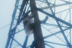 Video: AAP Leader, Denied Delhi Civic Poll Chance, Climbs Tower Video: AAP Leader, Denied Delhi Civic Poll Chance, Climbs Tower