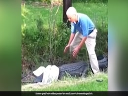 मगरमच्छ को पकड़ने के लिए उसपर डाल दिया कपड़ा, पलटकर शख्स पर कूदा जानवर और फिर... मगरमच्छ को पकड़ने के लिए उसपर डाल दिया कपड़ा, पलटकर शख्स पर कूदा जानवर और फिर...