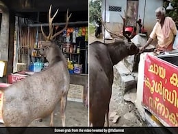 चाय की दुकान पर आ गया सांभर हिरण, पास खड़े होकर फोटो खिंचाने लगा शख्स, फिर जो हुआ, यकीन नहीं होगा चाय की दुकान पर आ गया सांभर हिरण, पास खड़े होकर फोटो खिंचाने लगा शख्स, फिर जो हुआ, यकीन नहीं होगा