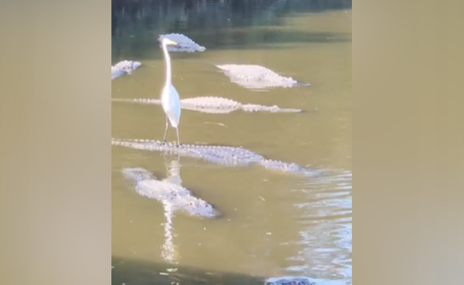 Video: बगुले और मगरमच्छ की चल रही है यारी, पीठ पर चढ़कर ख़ूब हो रही है सवारी, देखें वीडियो Video: बगुले और मगरमच्छ की चल रही है यारी, पीठ पर चढ़कर ख़ूब हो रही है सवारी, देखें वीडियो