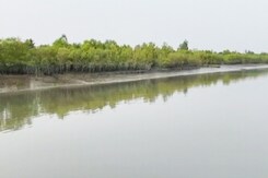 As India Joins Mangrove Alliance For Climate, Focus On Sunderbans As India Joins Mangrove Alliance For Climate, Focus On Sunderbans