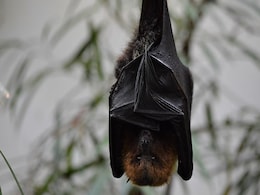 New Bat Virus With Potential To Infect Humans Discovered In Thailand: Report New Bat Virus With Potential To Infect Humans Discovered In Thailand: Report