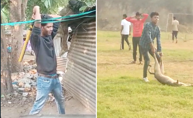 प्रेगनेंट फीमेल डॉग को पीट-पीटकर मार डालने के आरोप में चार छात्र गिरफ्तार, वीडियो हुआ था वायरल