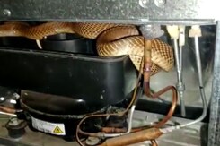 Video: Cobra Slithers Out Of Refrigerator, Coils Around Compressor Video: Cobra Slithers Out Of Refrigerator, Coils Around Compressor