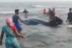 Rare Giant Fish Rescued In Tamil Nadu's Rameswaram Rare Giant Fish Rescued In Tamil Nadu's Rameswaram