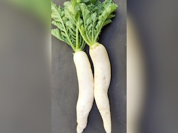 मूली में कौन सा विटामिन सबसे ज्यादा पाया जाता है, आइए जानते हैं मूली में कौन सा विटामिन सबसे ज्यादा पाया जाता है, आइए जानते हैं