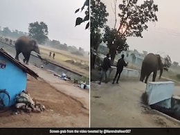 हाथी का गुस्सा देख डर गए लोग, सूंड से उठाई बाइक, फुटबॉल की तरह हवा में लहराते हुए फेंका और फिर... हाथी का गुस्सा देख डर गए लोग, सूंड से उठाई बाइक, फुटबॉल की तरह हवा में लहराते हुए फेंका और फिर...