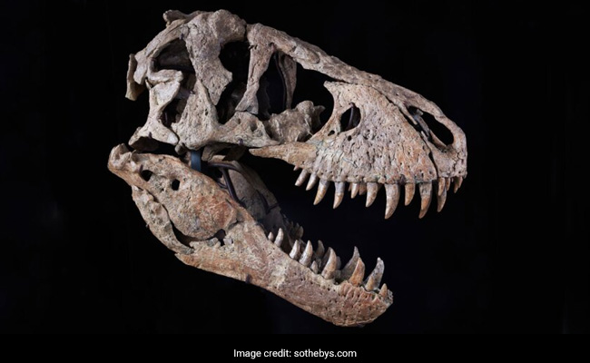 T-Rex Skull, One Of The Most Complete, Expected To Fetch $15 Million At Auction