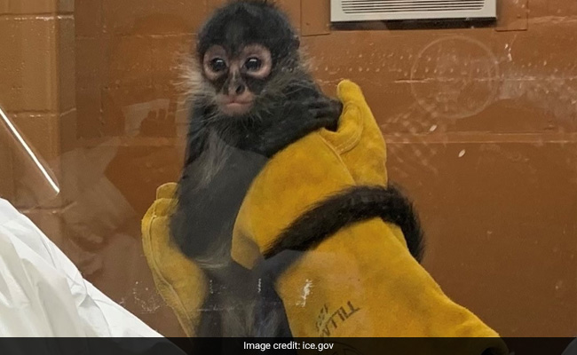 US Woman Smuggles Endangered Spider Monkey In Beer Box, Arrested