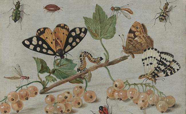 Climate Change Could Move 65% Of Insect Population Towards Extinction