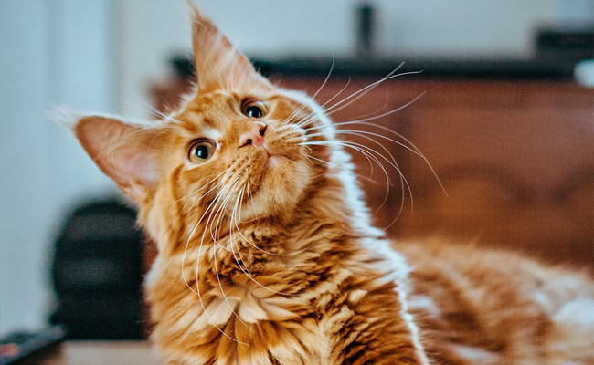 Study Confirms That You Can Communicate With Your Cat By Blinking Slowly