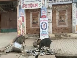 On Camera, Pigs Lick Utensils At Subsidised-Food Centre In Rajasthan On Camera, Pigs Lick Utensils At Subsidised-Food Centre In Rajasthan