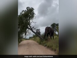 खुजली दूर करने के लिए हाथी ने किया जुगाड़, उखाड़ दिया पूरा पेड़, बैठकर करने लगा कुछ ऐसा खुजली दूर करने के लिए हाथी ने किया जुगाड़, उखाड़ दिया पूरा पेड़, बैठकर करने लगा कुछ ऐसा