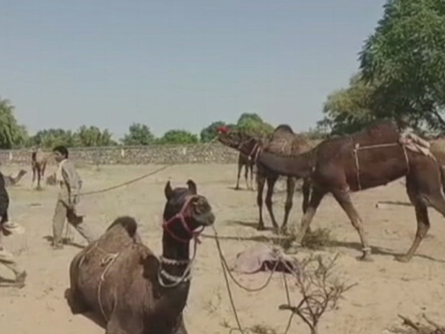 World-Famous Animal Fair Begins In Rajasthan