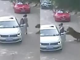 कार में बैठ रही महिला को घसीटता ले गया भूख से तिलमिलाता टाइगर, कमजोर दिल वाले न देखें Video कार में बैठ रही महिला को घसीटता ले गया भूख से तिलमिलाता टाइगर, कमजोर दिल वाले न देखें Video