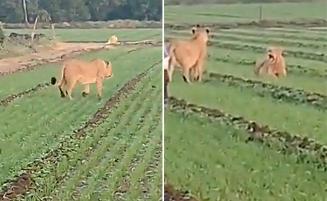 "Another Day In Gujarat": Lions Casually Stroll, Relax In Field