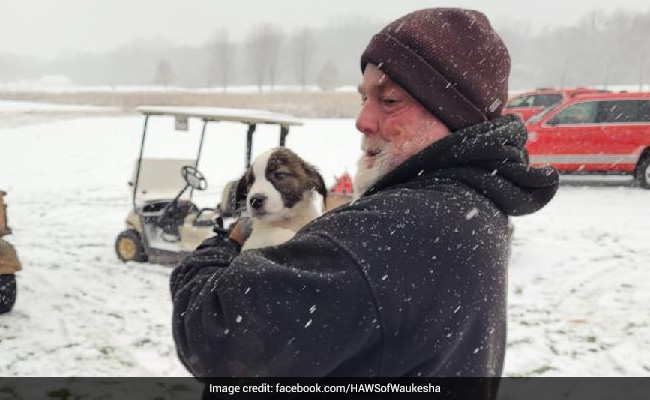 Plane With Over 50 Dogs Crash-Lands On Golf Course In US