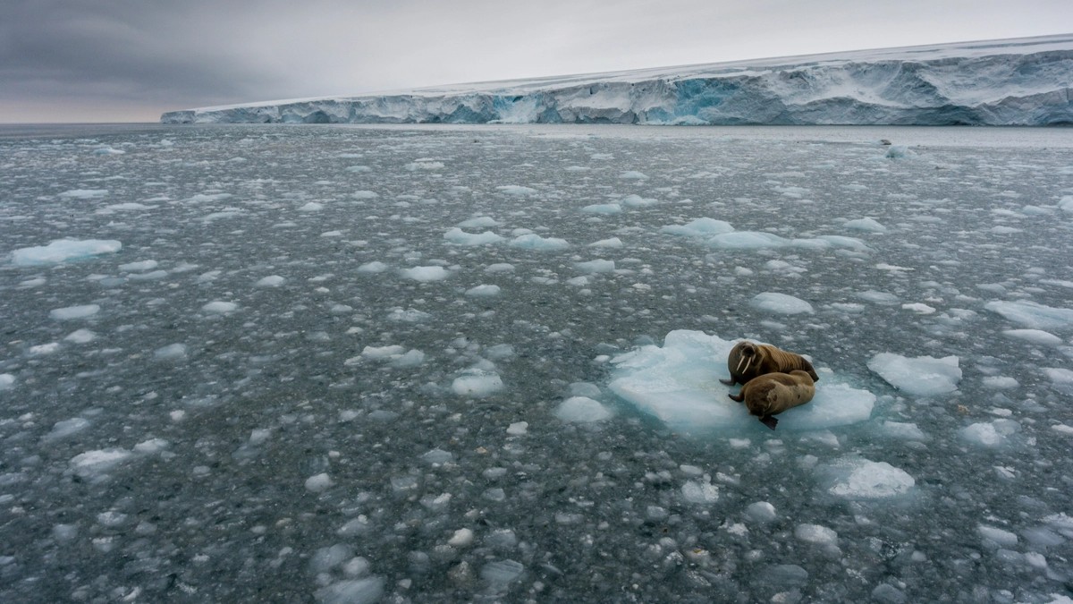 5 Points On 48,500-Year-Old 'Zombie Virus' Revived By Scientists