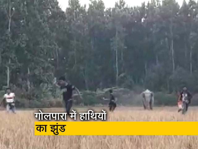 असम: रिहायशी इलाके में पहुंचा हाथियों का झुंड, लोगों ने खदेड़ा