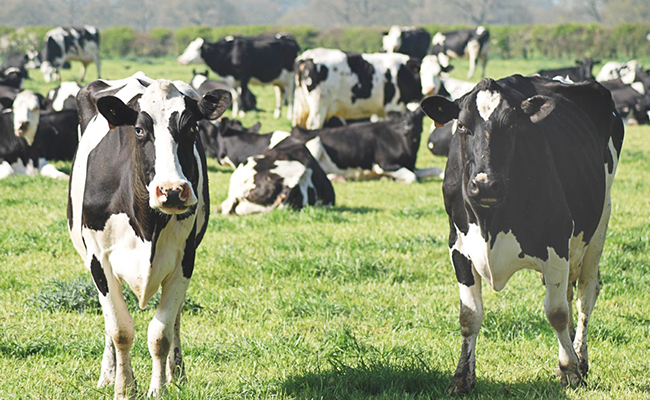 This Startup Is Turning Cow Farts And Burps Into Clothes