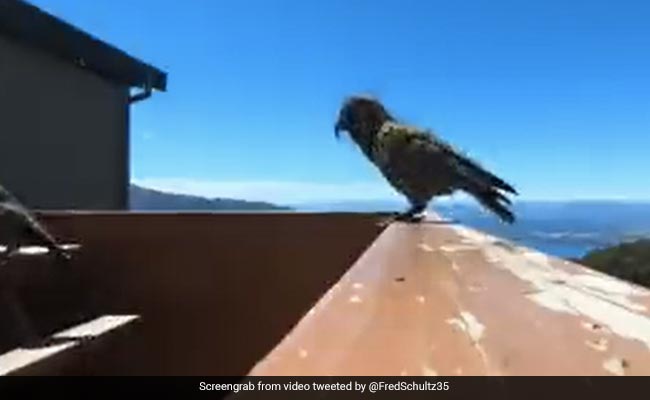 Watch: Bird Picks Up A Camera And Takes Off, Ending Up Making A Drone Recording