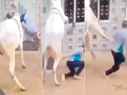 VIDEO:सांड से पंगा लेना शख्स को पड़ा भारी, पहले उठा-उठाकर पटका, फिर घुमाकर मारी लात VIDEO:सांड से पंगा लेना शख्स को पड़ा भारी, पहले उठा-उठाकर पटका, फिर घुमाकर मारी लात