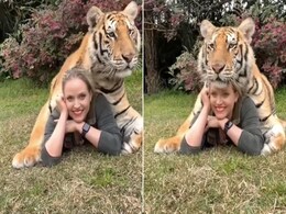 Video: फोटो के चक्कर में टाइगर के साथ पोज देने की गलती कर बैठी लड़की, अगले ही पल... Video: फोटो के चक्कर में टाइगर के साथ पोज देने की गलती कर बैठी लड़की, अगले ही पल...