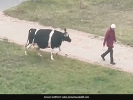 Video Of A Cow Waiting For Its Owner To Take It Home Goes Viral Video Of A Cow Waiting For Its Owner To Take It Home Goes Viral
