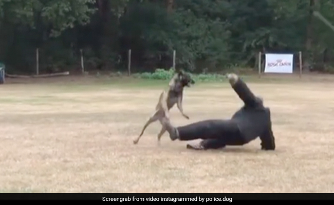 Watch: Speed And Strength Of A Security Dog Wins Hearts Online