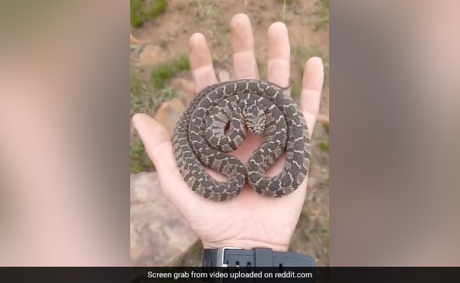 Watch: Snake's Defensive Display Will Leave You Both Mesmerised And Terrified