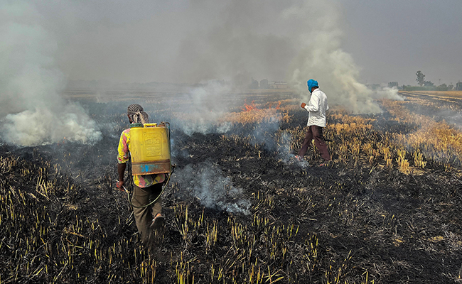 Farmers Blame Lack Of Disposal Options As Stubble Burning Continues