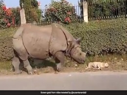 सड़क किनारे सो रहा था कुत्ता, अचानक आया गैंडा और लगा उसको सूंघने, कुत्ते की नींद खुली और फिर जो हुआ... सड़क किनारे सो रहा था कुत्ता, अचानक आया गैंडा और लगा उसको सूंघने, कुत्ते की नींद खुली और फिर जो हुआ...