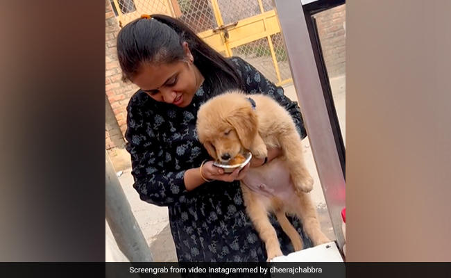 Video Of Woman Feeding '<i>Pani Puri </i>' To Her Pet Dog Divides The Internet