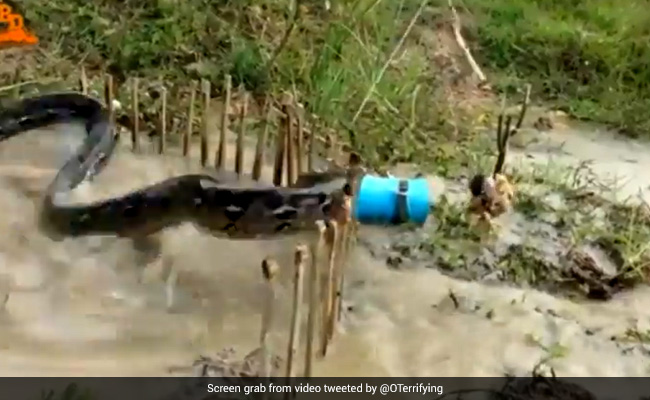 Old Video Of Python Trap Using Live Chicken As Bait Goes Viral Again, Leaves Internet Stunned