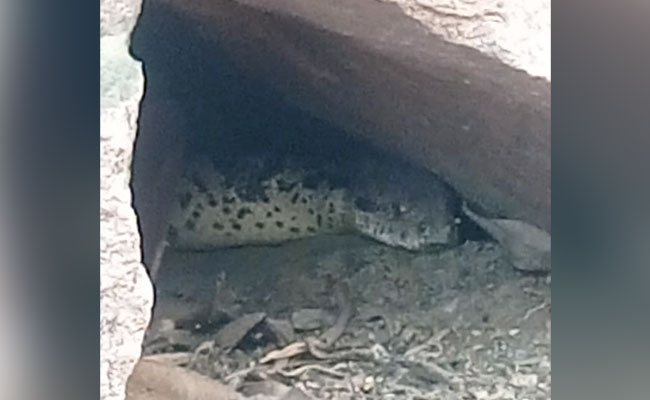 MP : मंदिर की गुफा में दशकों से रहते हैं 'अजगर बाबा', लोग ऐनाकौंडा से भी बड़ा होने का करते हैं दावा