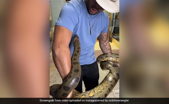 Watch: Man Plays With Giant Anaconda, Snake Strikes Back