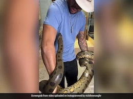 Watch: Man Plays With Giant Anaconda, Snake Strikes Back Watch: Man Plays With Giant Anaconda, Snake Strikes Back