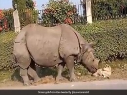Video: Rhino Casually Walks Up To Sleeping Dog. This Happened Next Video: Rhino Casually Walks Up To Sleeping Dog. This Happened Next